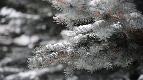 Branches of Spruce in Snow At Park During a Snowstorm