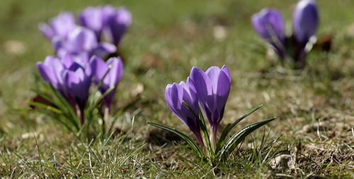 Frühlingskrokusblüten auf der Wiese