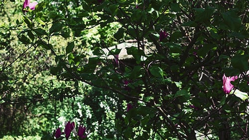Green Garden with Vibrant Pink Flowering Plants