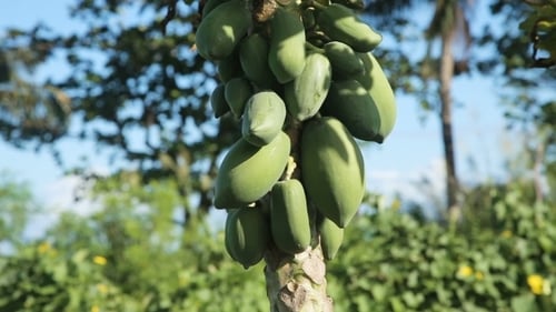 Green Papaya On The Tree