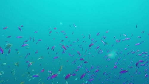 Korallenriff und tropische Fische