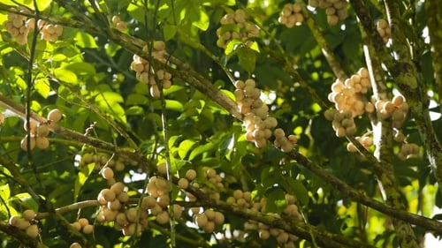Tropical Fruit Lanzones, Langsat.