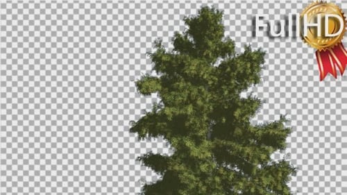 Alaska Cedar Tree schwankt im Wind