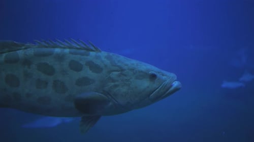 Large Aquarium Fish Closeup in Blue Water on Background of Different Water Animal Species