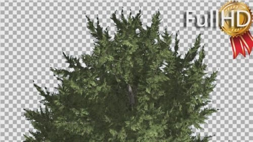 Hollywood Juniper Branchy Tree Crown Top of Tree