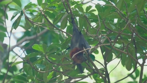 Flying Fox Hangs On a Tree Branch And Washes