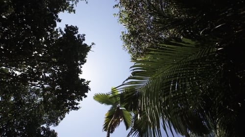 Bosque tropical, palmeras en la luz del sol