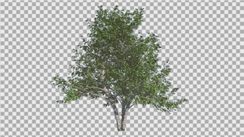 River Birch Small Tree is Swaying at The Wind