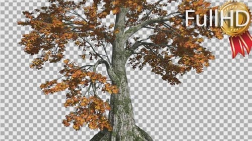 Der Sassafras-Baum schwankt im Wind Yellow Tree