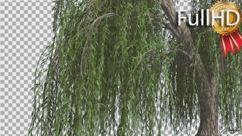 Trauerweide Hängende Äste wiegen sich