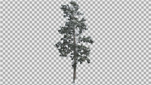 Animated Snow-Covered Pine Tree Swaying in Winter
