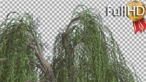 Hängende Äste an der Spitze des Baumes mit Trauerweide