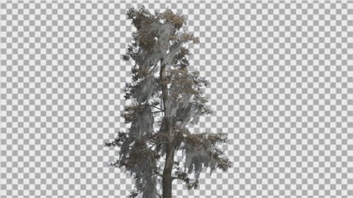 Bald Cypress Tall Tree is Swaying at The Wind