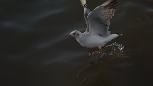 Mouette volant à basse altitude au-dessus de la surface de l'eau