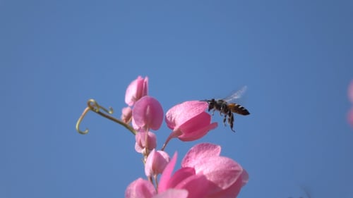 Biene sammelt Nektar aus den Blumen