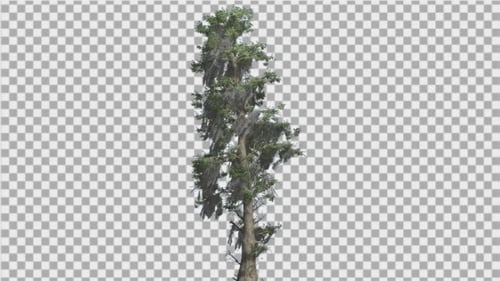 Bald Cypress Tall Tree is Swaying at The Wind