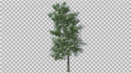 Sauerholzbaum und Blütenstände schwanken