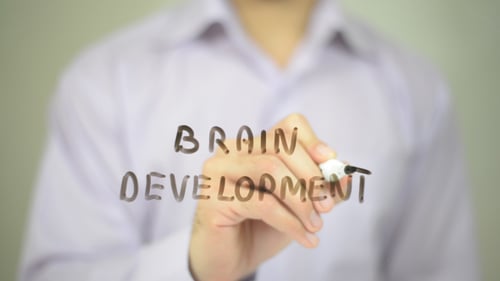 Brain Development