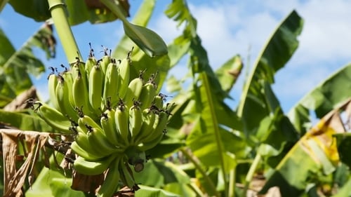 Fruits of Bananas on A Banana Tree.