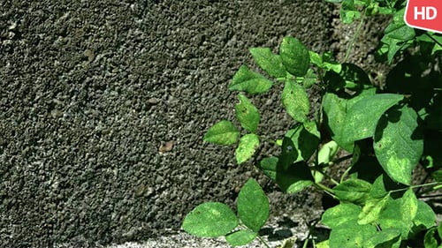 Grünes Blatt in der Natur 0047