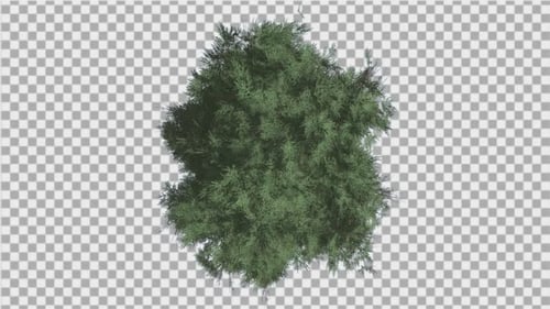Top-Down Animated Tree with Realistic Swaying Foliage