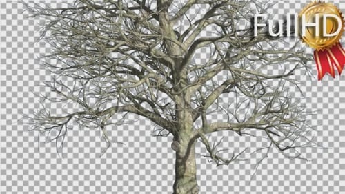 Bare Tree with Moving Branches on Transparent Background