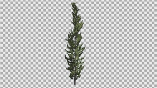 Hollywood Juniper Thin Coniferous Evergreen Shrub