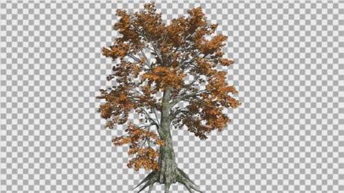 Realistic Autumn Tree with Swaying Leaves and Alpha Channel