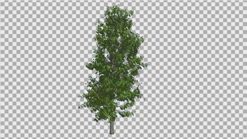Sourwood Tree schwankt im Wind Green Tree