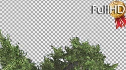 Le grand arbuste Hollywood Juniper s'incline vers le bas