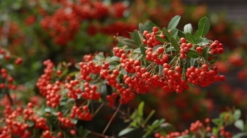 Branch Of Rowan Swings