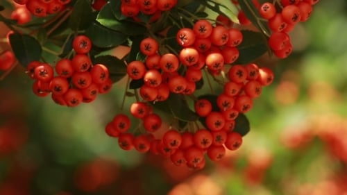 Balançoires Rowan accrochées à un arbre