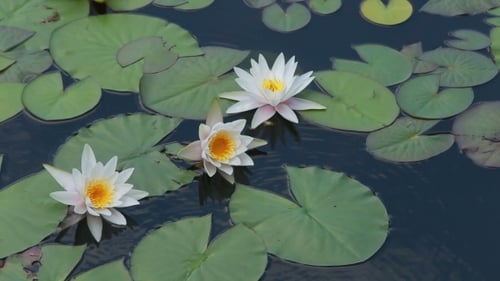 Water Lilies Floating on a Calm Pond