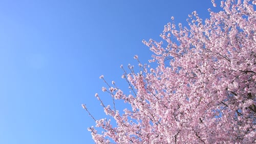 Spring