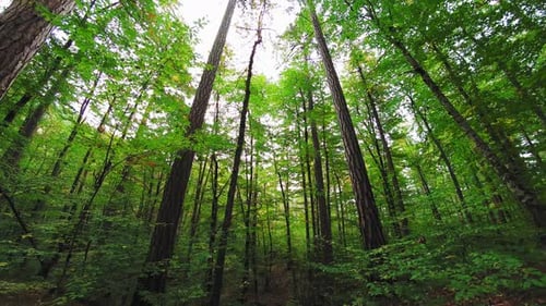 Lush Green Forest Canopy on a Sunny Day