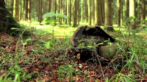 Stump And Fir-tree In Wild Forest