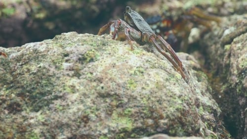 Krabbe auf dem Felsen am Strand