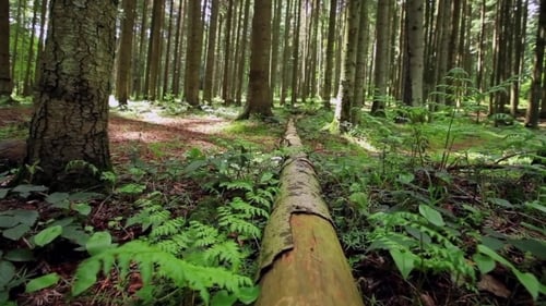 Einloggen Wilder Wald