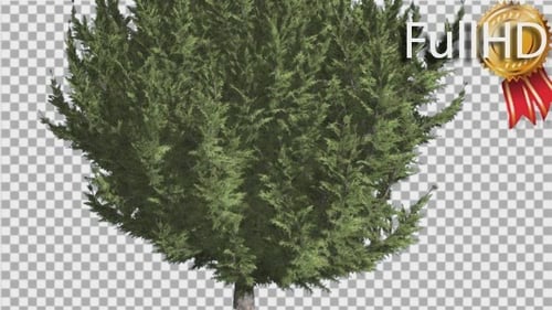 Hollywood Juniper Lower Branches Thin Trunk
