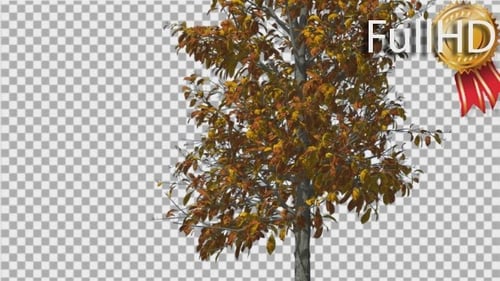 Sourwood Thin Tree is Swaying at The Wind Yellow
