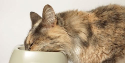 Domestic Cat Eating 02