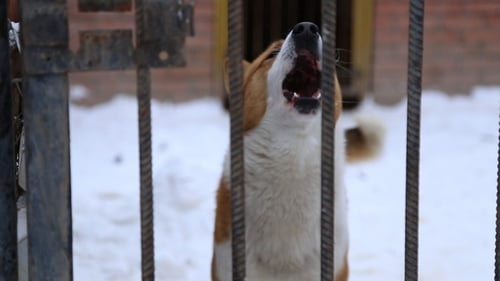 Animal Shelter, Dogs Waiting for Their New Owners