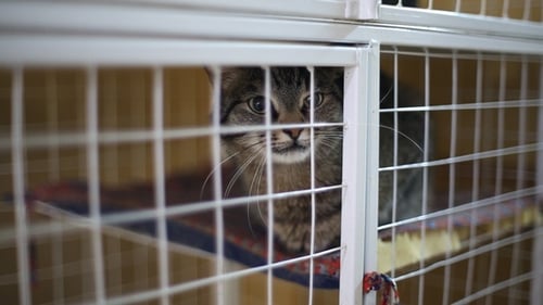 Animal Shelter, Cats Waiting for Their New Owners