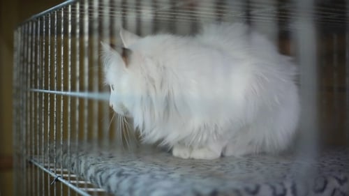 Animal Shelter, Cats Waiting for Their New Owners