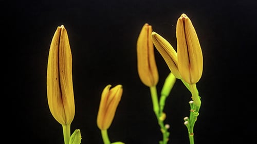 Time Lapse of Orange Lily Blossoming on Black