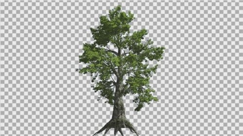Sassafras Tree is Swaying at The Wind Green Tree