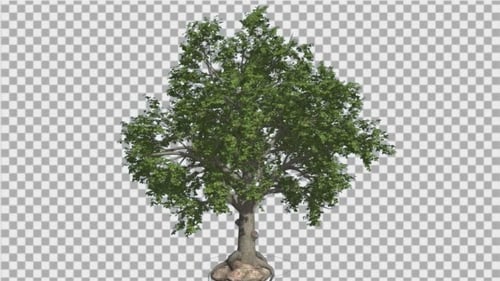 Broadleaf Tree is Swaying at The Wind Green Tree