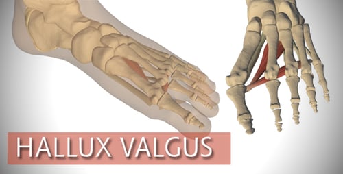 Animated Human Foot Anatomy Reveal with Bones and Muscles