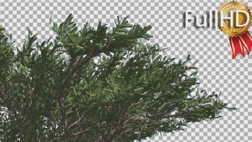 Umbrella Thorn Top of Crown Tree is Swaying Windy