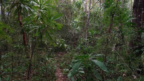 Travelling through a dense tropical forest. Unique point of view of walking through the beautiful ra